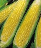 Zuckermais "Sweet Nugget F1" - Zea mays convar. saccharata