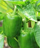 Paprika "Yolo Wonder" - Capsicum annuum