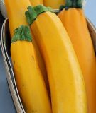 Zucchini "Gold Rush F1" - Cucurbita pepo