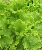 Pflcksalat "Australische Gele" - Lactuca sativa var. crispa