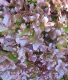 Eichblattsalat "Salad Bowl Rossa" - Lactuca sativa var. crispa