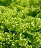 Pflcksalat "Lollo Bionda" - Lactuca sativa var. crispa