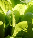 Schnittsalat "Grnetta" (Gelber Runder) - Lactuca sativa var. secalina