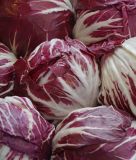 Radicchio "Palla Rossa" - Cichorium intybus