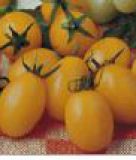 Cocktailtomate "Ildi" - Solanum lycopersicum