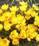 Wildkrokus Crocus chrysanthus "Goldilocks" - Balkan-Krokus