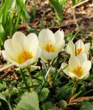 Wildkrokus Crocus chrysanthus "Cream Beauty" - Balkan-Krokus