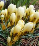 Wildkrokus Crocus chrysanthus 