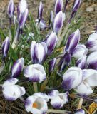 Wildkrokus Crocus chrysanthus "Ladykiller" - Balkan-Krokus