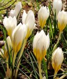 Wildkrokus Crocus chrysanthus "Snowbunting" - Balkan-Krokus