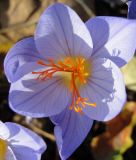 Crocus speciosus "Cassiope" - Pracht-Herbstkrokus