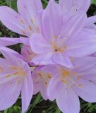 Colchicum byzantinum - Herbstzeitlose