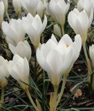 Wildkrokus Crocus biflorus "Miss Vain" - Schottischer Krokus