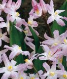 Chionodoxa forbesii "Pink Giant" - Groer Schneeglanz