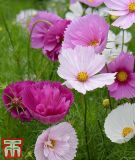 Cosmos bipinnatus "Cups & Saucers Mischung" - Schmuckkrbchen