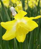 Narcissus jonquilla "Pipit"