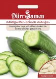 Salatgurke "Chinese Slangen" - Cucumis sativus