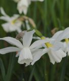 Narcissus triandrus "Petrel"