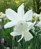 Narcissus triandrus "Thalia"