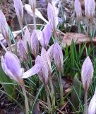 Wildkrokus Crocus etruscus 