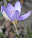 Wildkrokus Crocus imperati ssp. imperati 