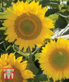 Helianthus annuus "Green Heart F1" - Sonnenblume