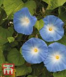 Ipomoea tricolor "Haevenly Blue" - Trichterwinde