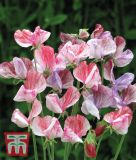 Lathyrus grandiflorus "Statesman Mischung" - Gartenwicke