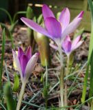 Wildkrokus Crocus tommasinianus 