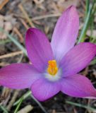 Wildkrokus Crocus tommasinianus 