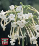 Nicotiana sylvestris - Ziertabak