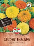 Tagetes erecta "Sonnenschein Prachtmischung" - Studentenblume