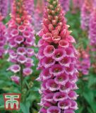 Digitalis purpurea "Candy Mountain" - Fingerhut