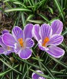 Groblumiger Krokus Crocus vernus 