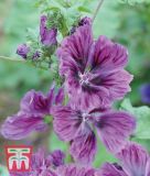 Malva sylvestris "Mystic Merlin" - Wilde Malve, Zebra-Malve