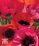 Papaver orientale "Fruit Punch" - Stauden-Mohn, Trkischer Mohn