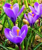 Groblumiger Krokus Crocus vernus "Remembrance"