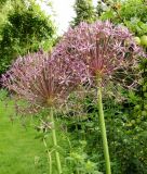 Allium christophii - Sternkugel-Lauch