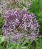 Allium christophii - Sternkugel-Lauch