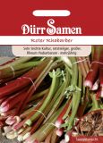 Rhabarber "Roter" - Rheum rhabarbarum