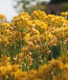 Allium moly "Jeannine" - Gold-Lauch