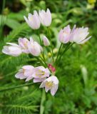 Allium roseum - Rosen-Lauch