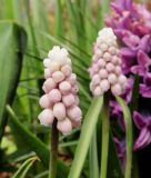 Muscari "Pink Sunrise" - Rosa Traubenhyazinthe