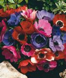 Anemone coronaria "De Caen" - Kronenanemone