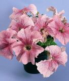 Petunia grandiflora "Daddy F1 Peppermint" - Petunie