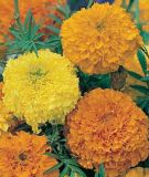 Tagetes erecta "Gold Coins F1 Mix" - Studentenblume