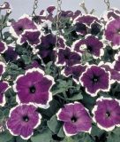 Petunia grandiflora "Parade F1 Picotee Blue" - Petunie