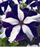 Petunia grandiflora "Parade F1 Blue Star" - Petunie