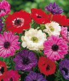 Anemone coronaria "St. Brigid" - Gefllte Kronenanemone