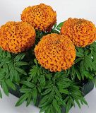 Tagetes erecta "Antigua F1 Orange" - Studentenblume